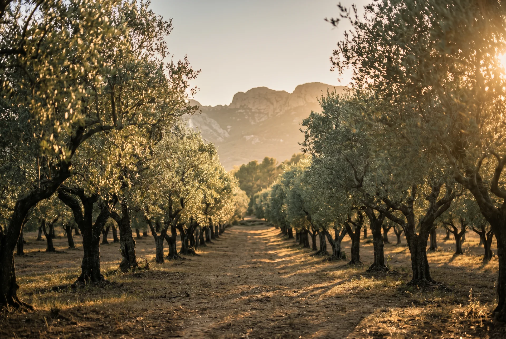 Allée d'oliviers centenaires menant vers les Alpilles, lumière dorée du soir